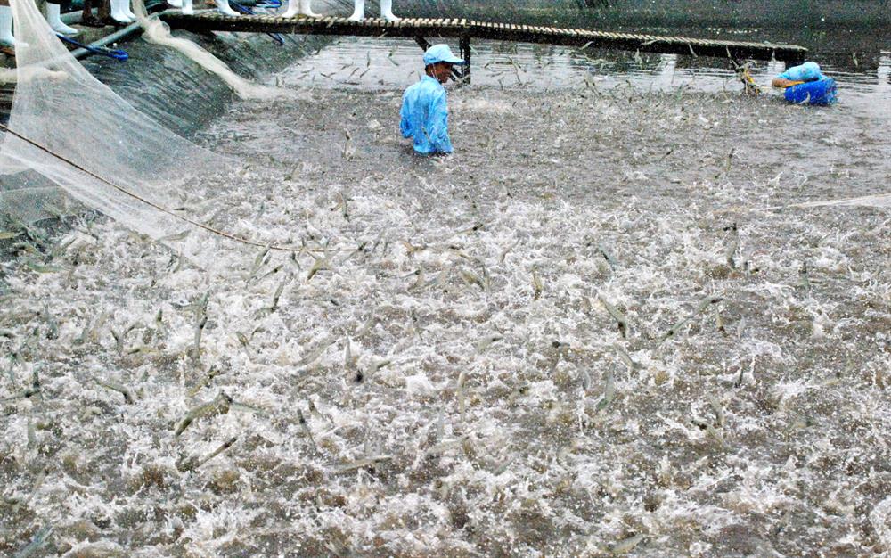 Kien Giang to grant identification codes for shrimp farms